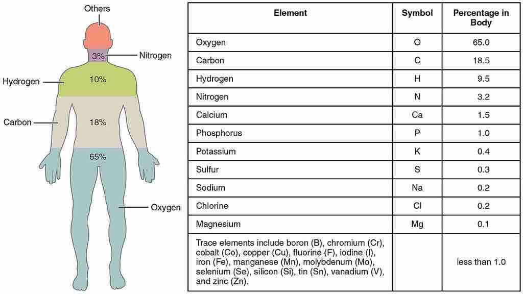 Elements of the human body arranged by percent of total mass